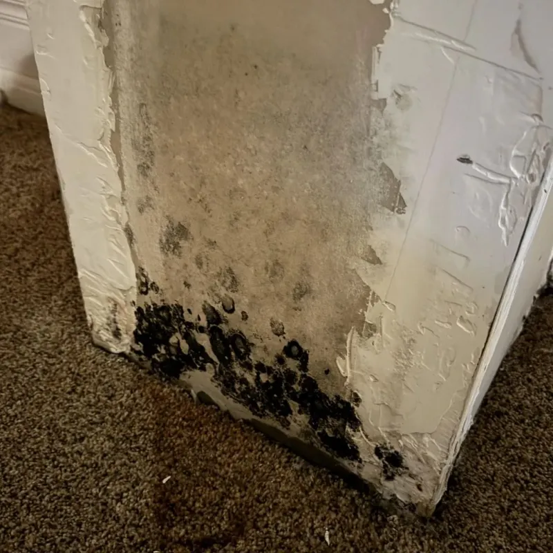 Professional Mold Removal in Jordan, MN